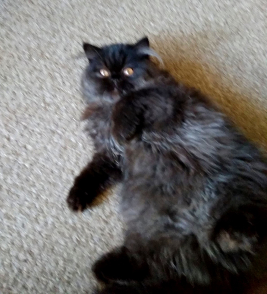 Кошки в нашей жизни. Кошки и все, что с ними связано.