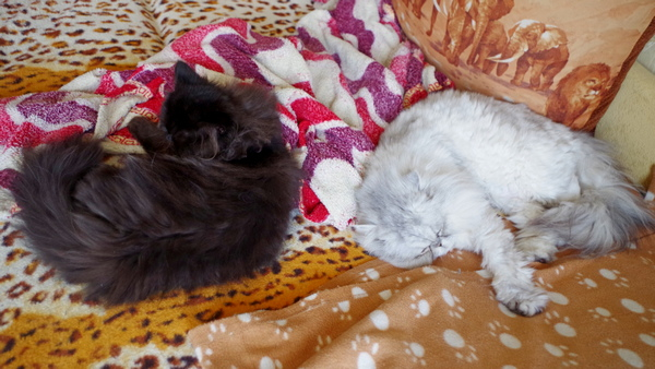 Кошки в нашей жизни. Кошки и все, что с ними связано.