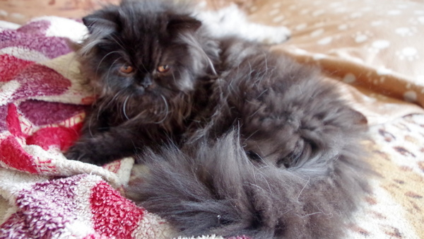 Кошки в нашей жизни. Кошки и все, что с ними связано.