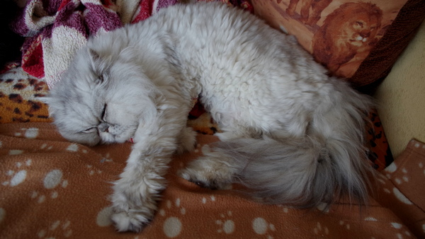 Кошки в нашей жизни. Кошки и все, что с ними связано.