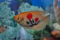 Ханой-Сапа-Халонг-Далат-Муй Не-Хо Ши Мин. Отчет. Ноябрь 2011. Много фото!