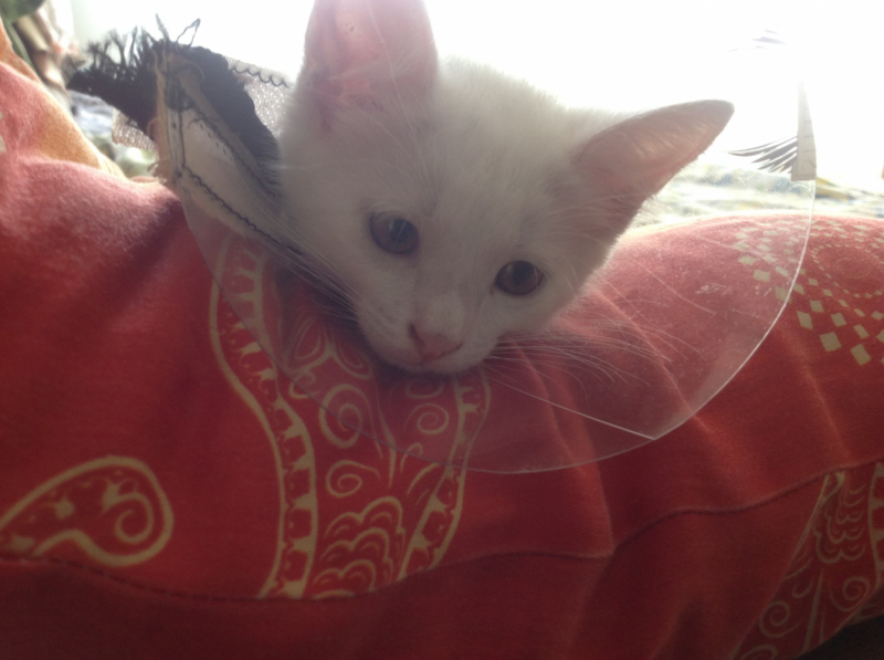 Переезд в Испанию с котиками-маскотиками или Навстречу ветру. Нулевой меридиан