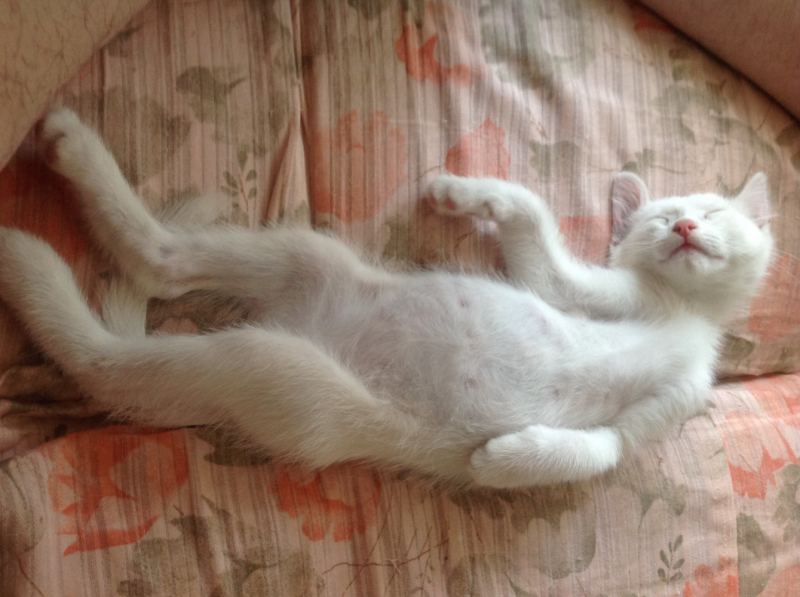 Кошки в нашей жизни. Кошки и все, что с ними связано.