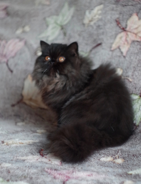 Кошки в нашей жизни. Кошки и все, что с ними связано.