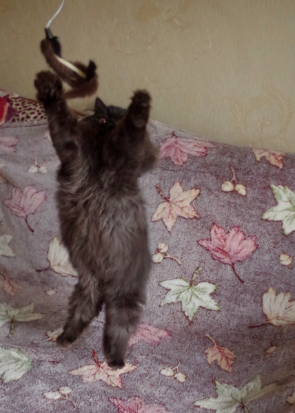 Кошки в нашей жизни. Кошки и все, что с ними связано.