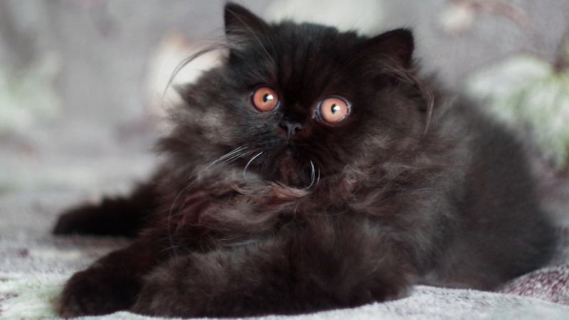 Кошки в нашей жизни. Кошки и все, что с ними связано.