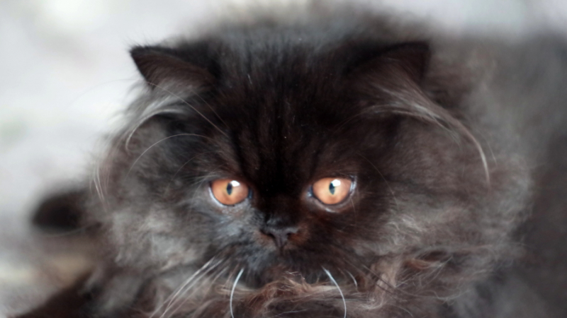 Кошки в нашей жизни. Кошки и все, что с ними связано.