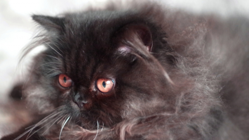 Кошки в нашей жизни. Кошки и все, что с ними связано.