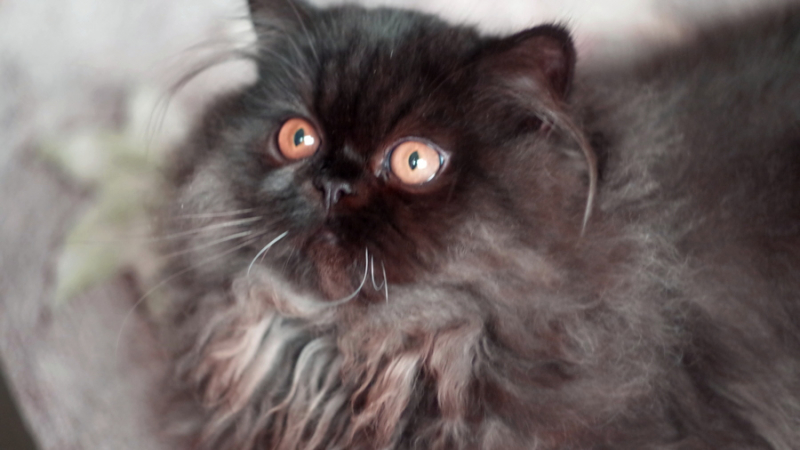 Кошки в нашей жизни. Кошки и все, что с ними связано.