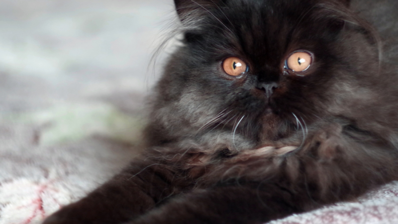 Кошки в нашей жизни. Кошки и все, что с ними связано.