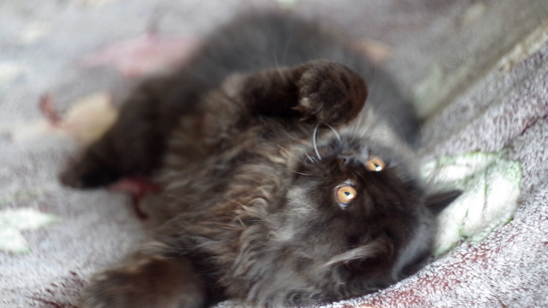 Кошки в нашей жизни. Кошки и все, что с ними связано.