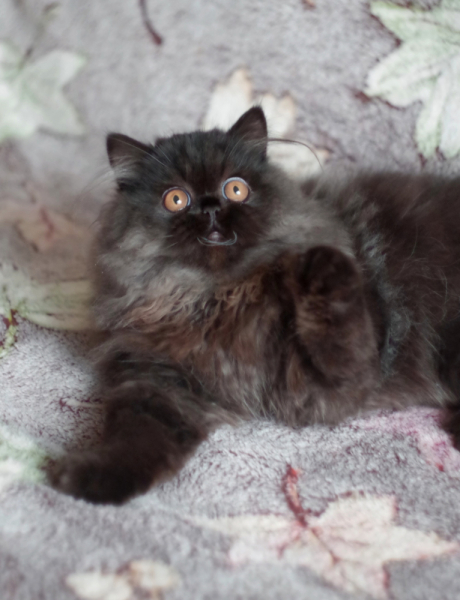 Кошки в нашей жизни. Кошки и все, что с ними связано.