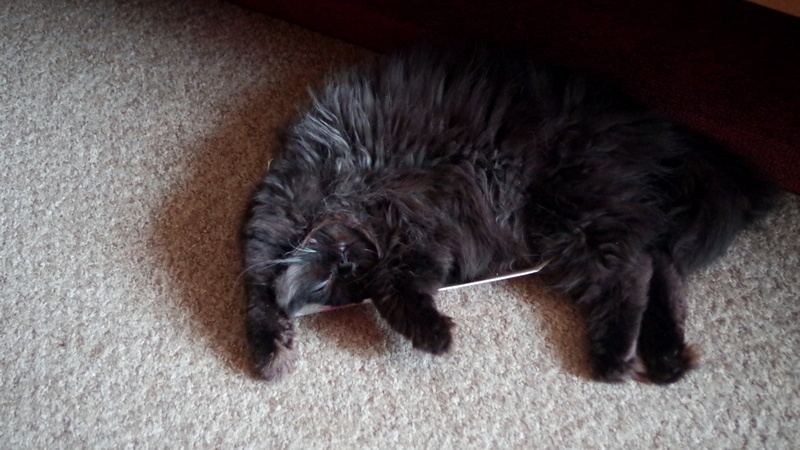 Кошки в нашей жизни. Кошки и все, что с ними связано.