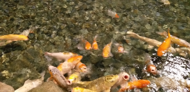 Вспомнить былое и увидеть новое: Большой Сочи – июль – август 2020 года