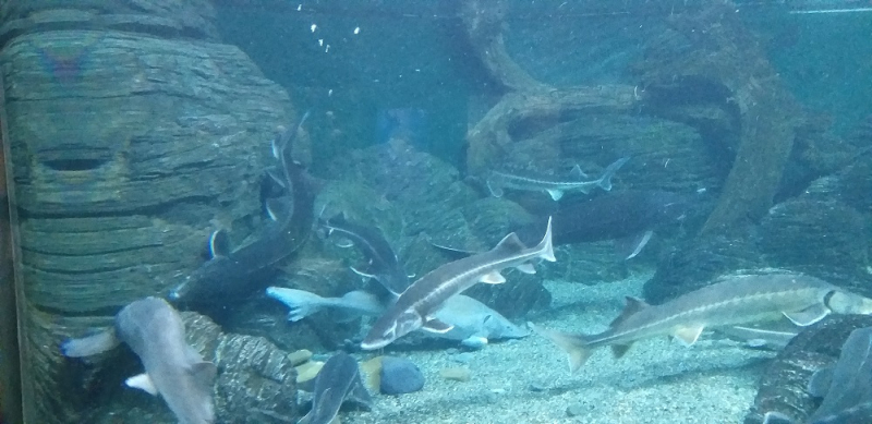 Вспомнить былое и увидеть новое: Большой Сочи – июль – август 2020 года