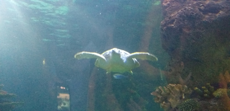 Вспомнить былое и увидеть новое: Большой Сочи – июль – август 2020 года