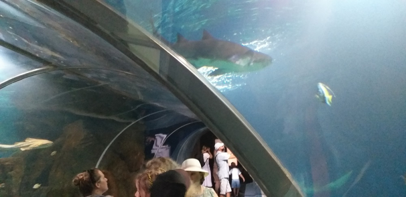 Вспомнить былое и увидеть новое: Большой Сочи – июль – август 2020 года