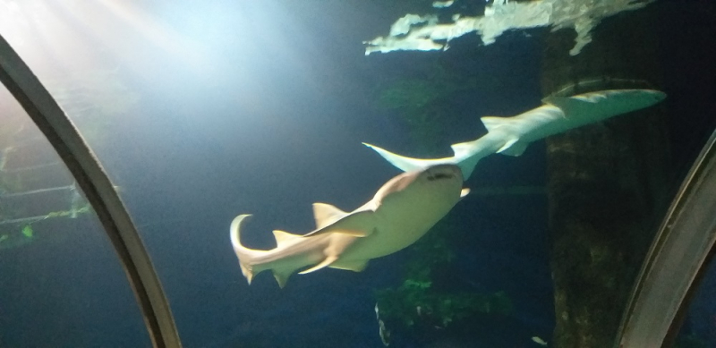 Вспомнить былое и увидеть новое: Большой Сочи – июль – август 2020 года