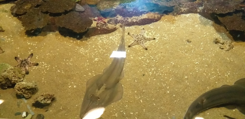 Вспомнить былое и увидеть новое: Большой Сочи – июль – август 2020 года