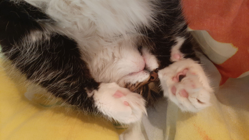 Кошки в нашей жизни. Кошки и все, что с ними связано.