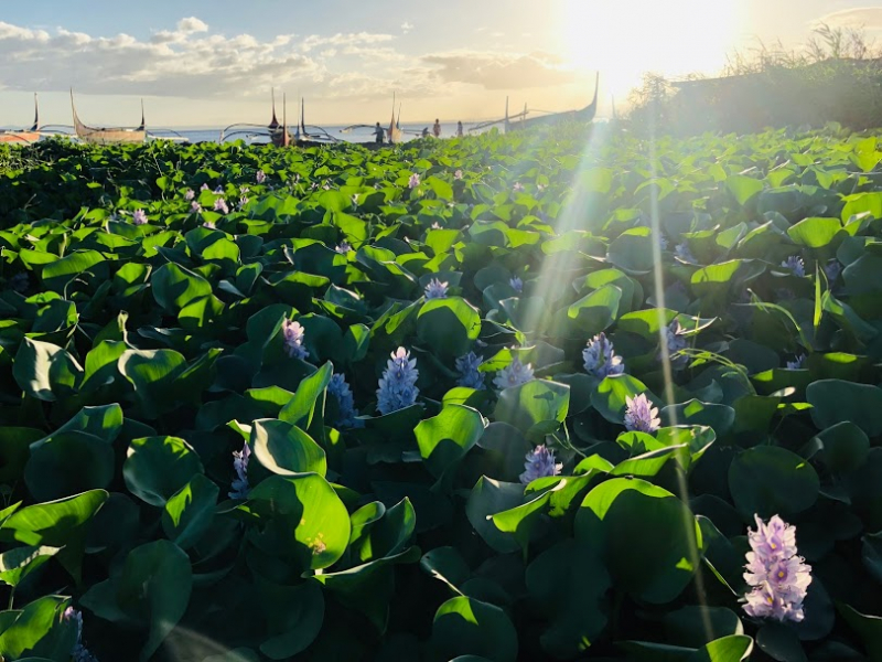 Ветер перемен или Манила заманила.