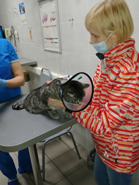 Кошки в нашей жизни. Кошки и все, что с ними связано.