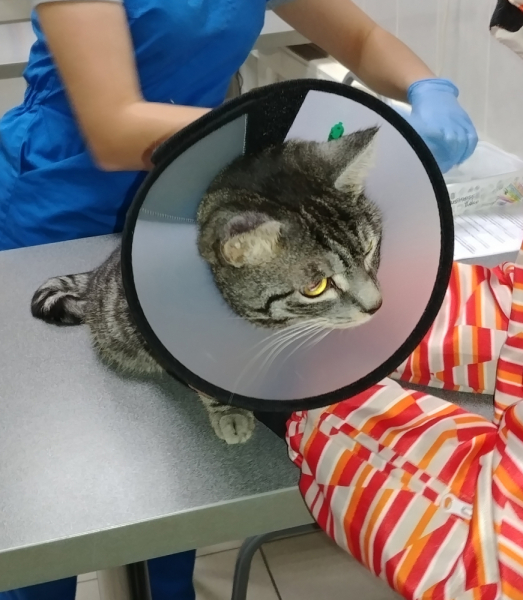 Кошки в нашей жизни. Кошки и все, что с ними связано.