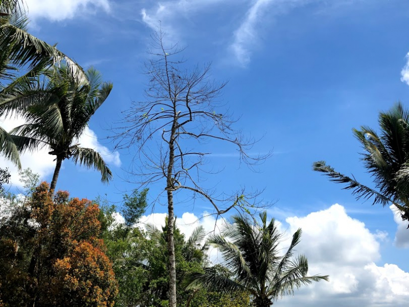 Ветер перемен или Манила заманила.