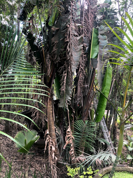 Ветер перемен или Манила заманила.