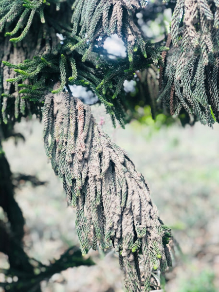 Ветер перемен или Манила заманила.