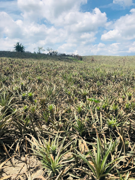 Ветер перемен или Манила заманила.