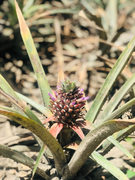 Ветер перемен или Манила заманила.