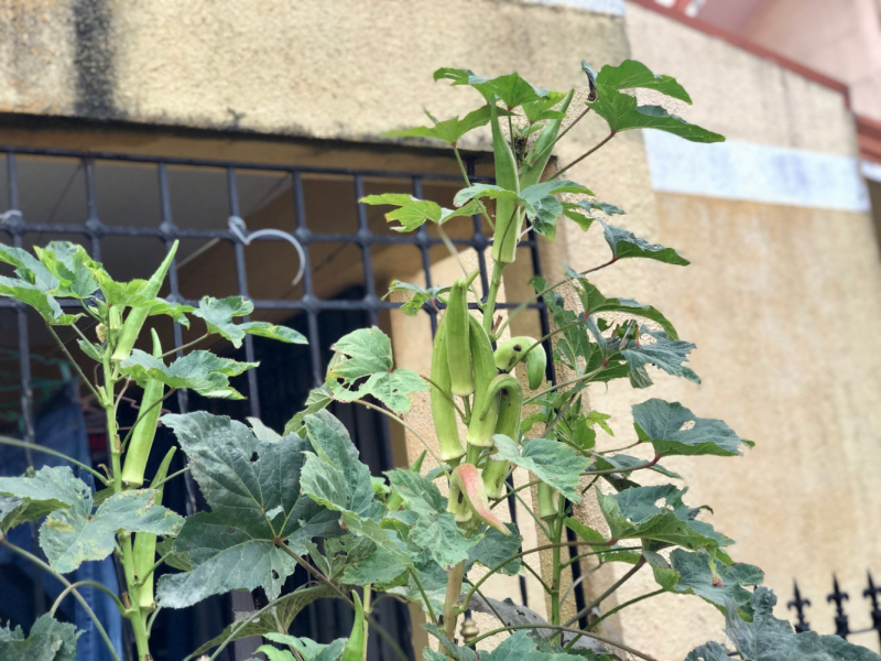 Ветер перемен или Манила заманила.