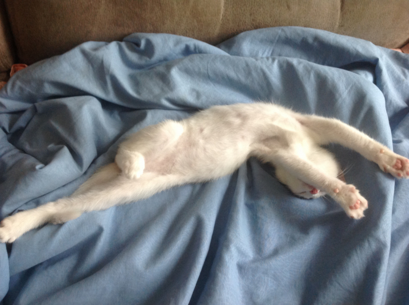 Кошки в нашей жизни. Кошки и все, что с ними связано.