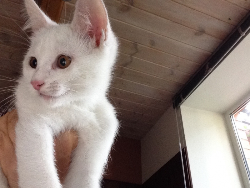 Кошки в нашей жизни. Кошки и все, что с ними связано.