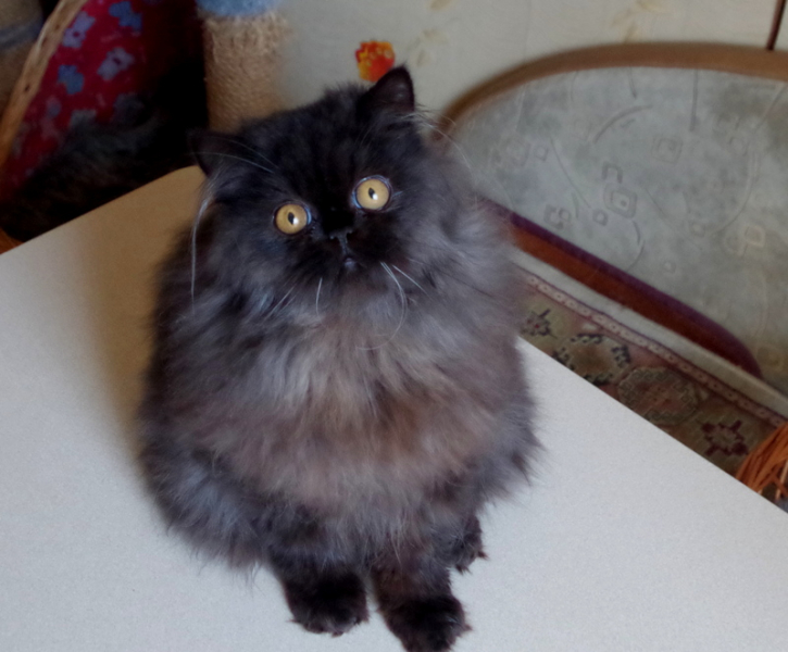 Кошки в нашей жизни. Кошки и все, что с ними связано.