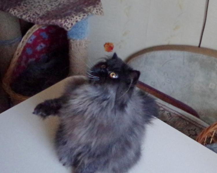 Кошки в нашей жизни. Кошки и все, что с ними связано.