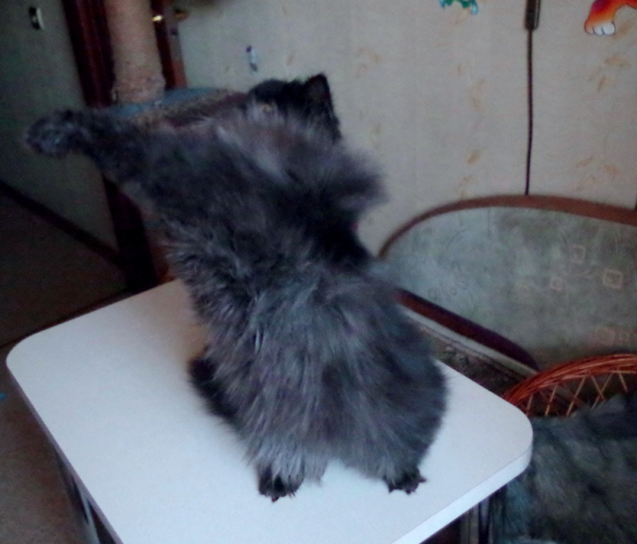 Кошки в нашей жизни. Кошки и все, что с ними связано.