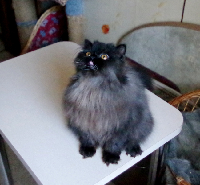 Кошки в нашей жизни. Кошки и все, что с ними связано.