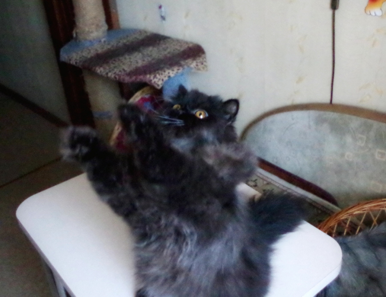 Кошки в нашей жизни. Кошки и все, что с ними связано.