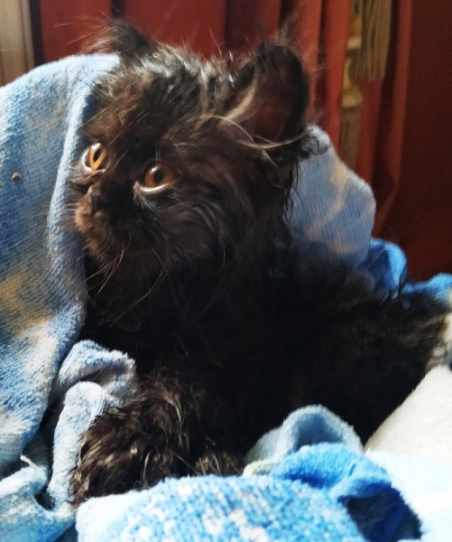 Кошки в нашей жизни. Кошки и все, что с ними связано.