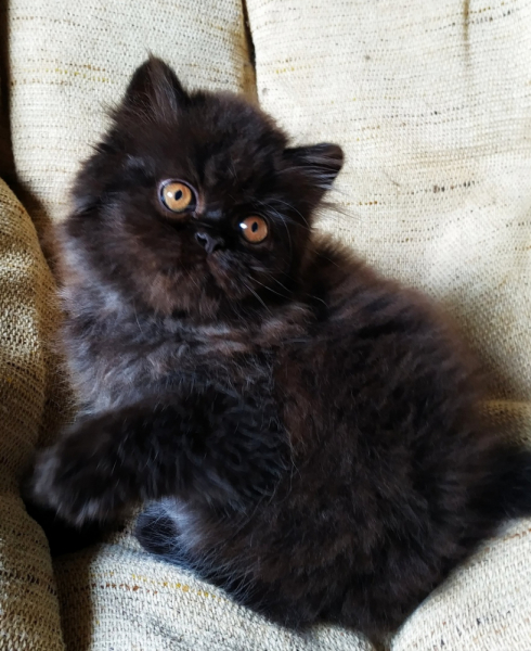 Кошки в нашей жизни. Кошки и все, что с ними связано.