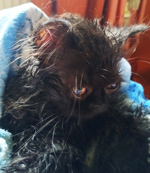 Кошки в нашей жизни. Кошки и все, что с ними связано.