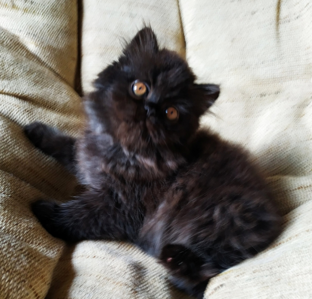 Кошки в нашей жизни. Кошки и все, что с ними связано.