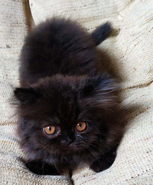 Кошки в нашей жизни. Кошки и все, что с ними связано.