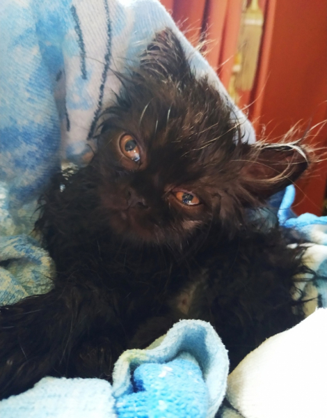 Кошки в нашей жизни. Кошки и все, что с ними связано.