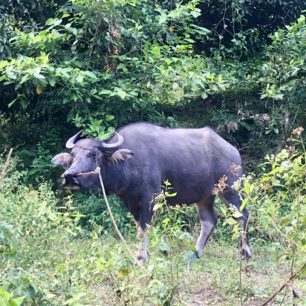Ветер перемен или Манила заманила.