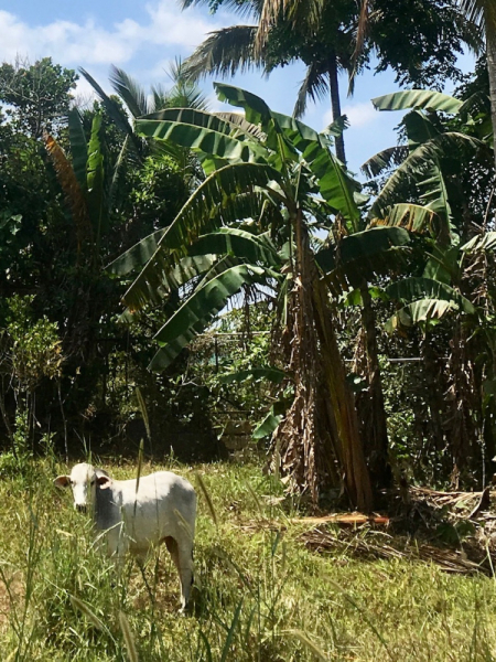 Ветер перемен или Манила заманила.