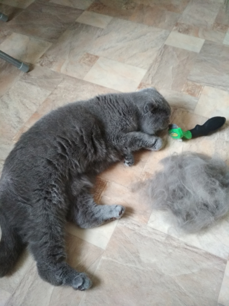 Кошки в нашей жизни. Кошки и все, что с ними связано.