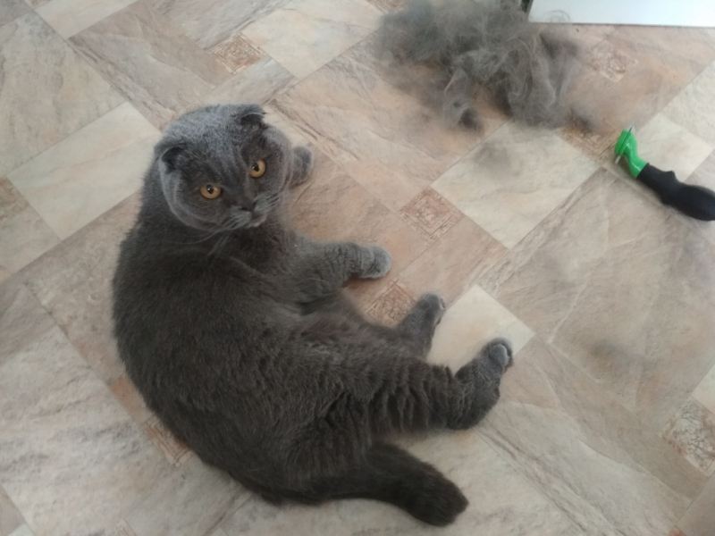 Кошки в нашей жизни. Кошки и все, что с ними связано.